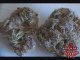See Marijuana - Blue Dragon Weed Strain 2 - Pot Seeds Online