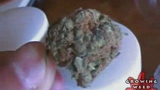 See Marijuana - Blue Dream Weed Strain - Pot Seeds Online