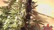 See Marijuana - Blueberry Weed Strain - Pot Seeds Online