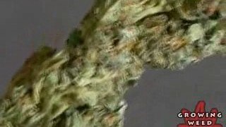 See Marijuana - Blueberry x Super Silver Haze - Ganja Seeds