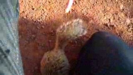 Squirrel l'écureuil sympa