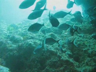 Poor Knights Islands