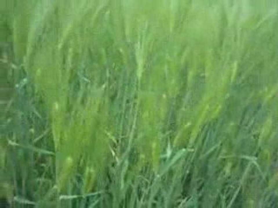 champs de blé épouse la brume