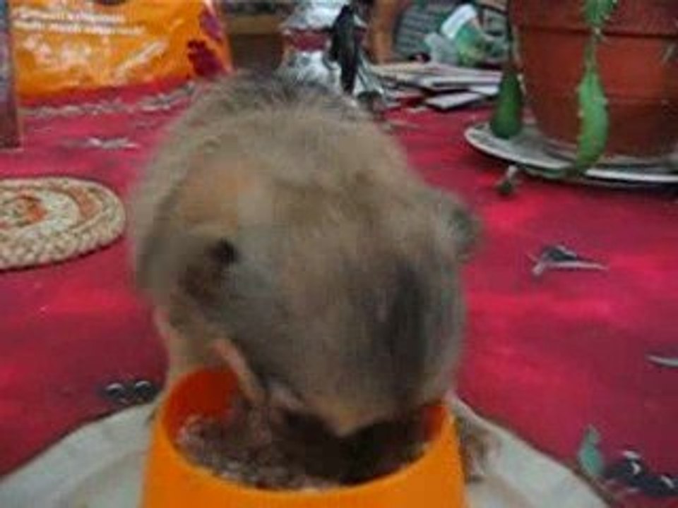 bébé chi
