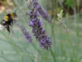 bourdon filme à 500 images par secondes