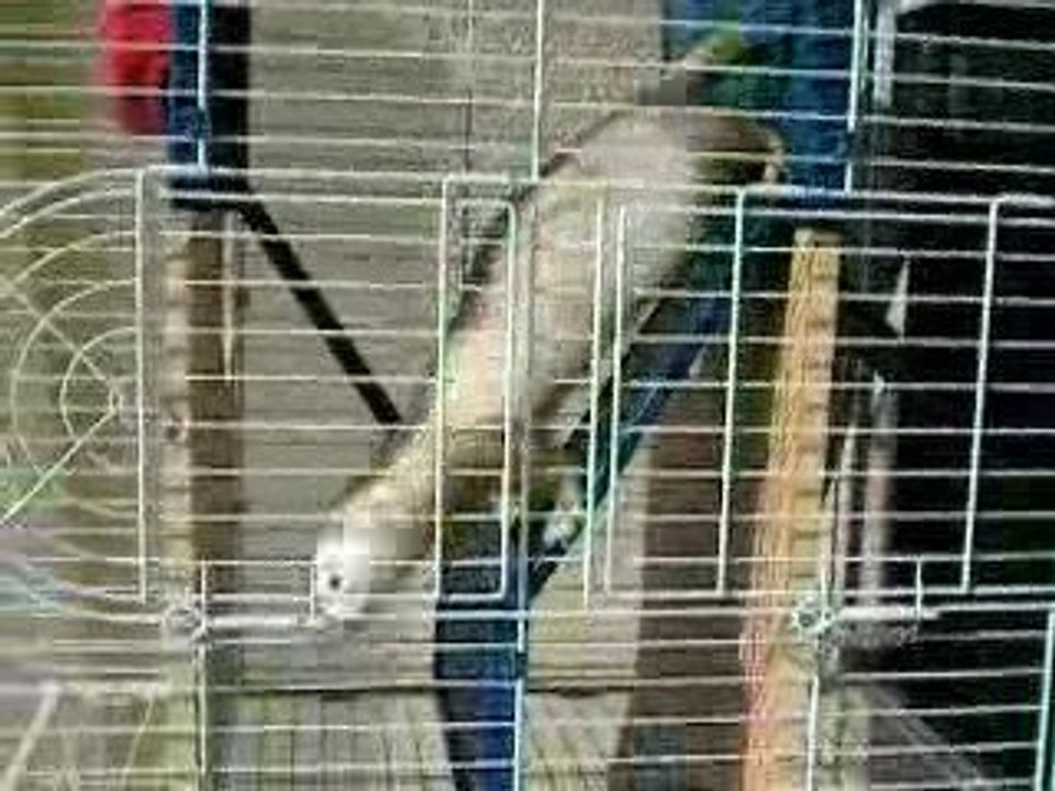 un furet qui tombe