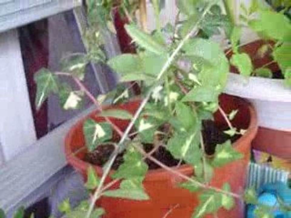 Le jardin de Kml