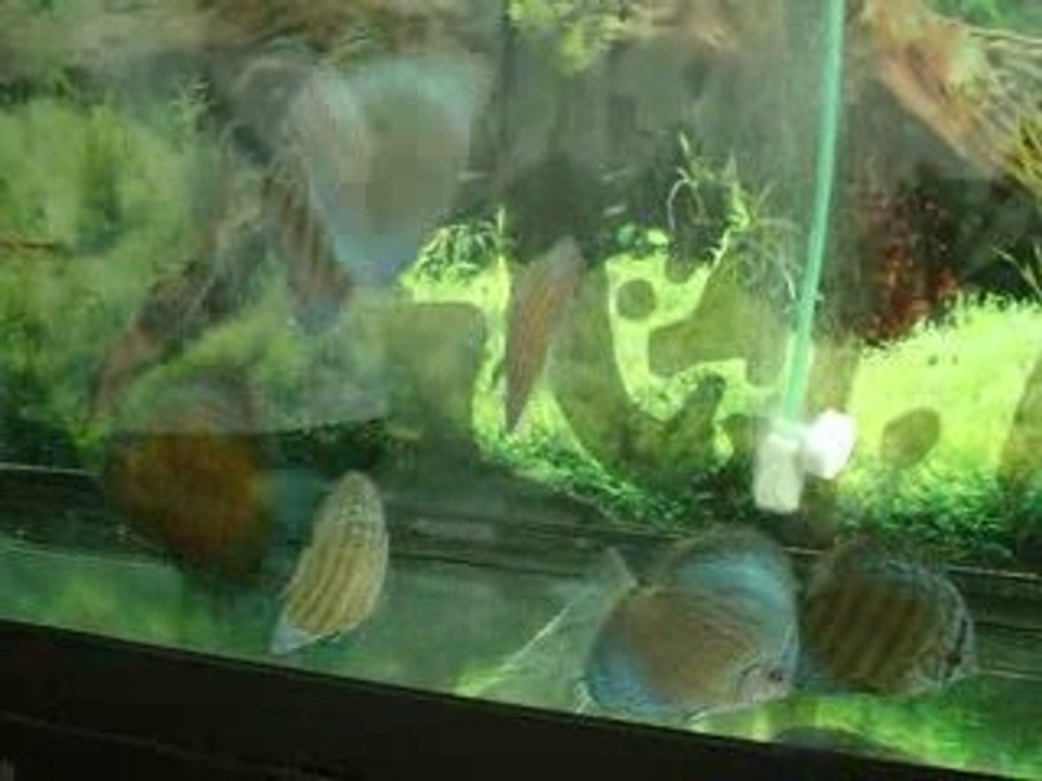 Mes petits Discus de chez Poisson Pompadour