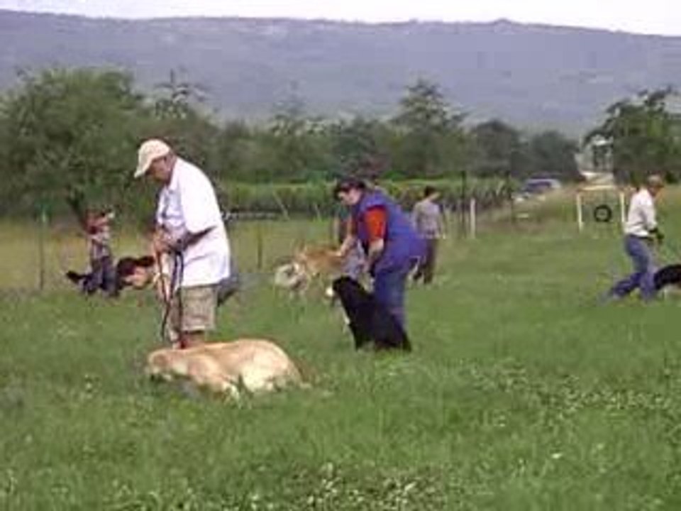 En pleine campagne...  avec d'autres chiens!!!!