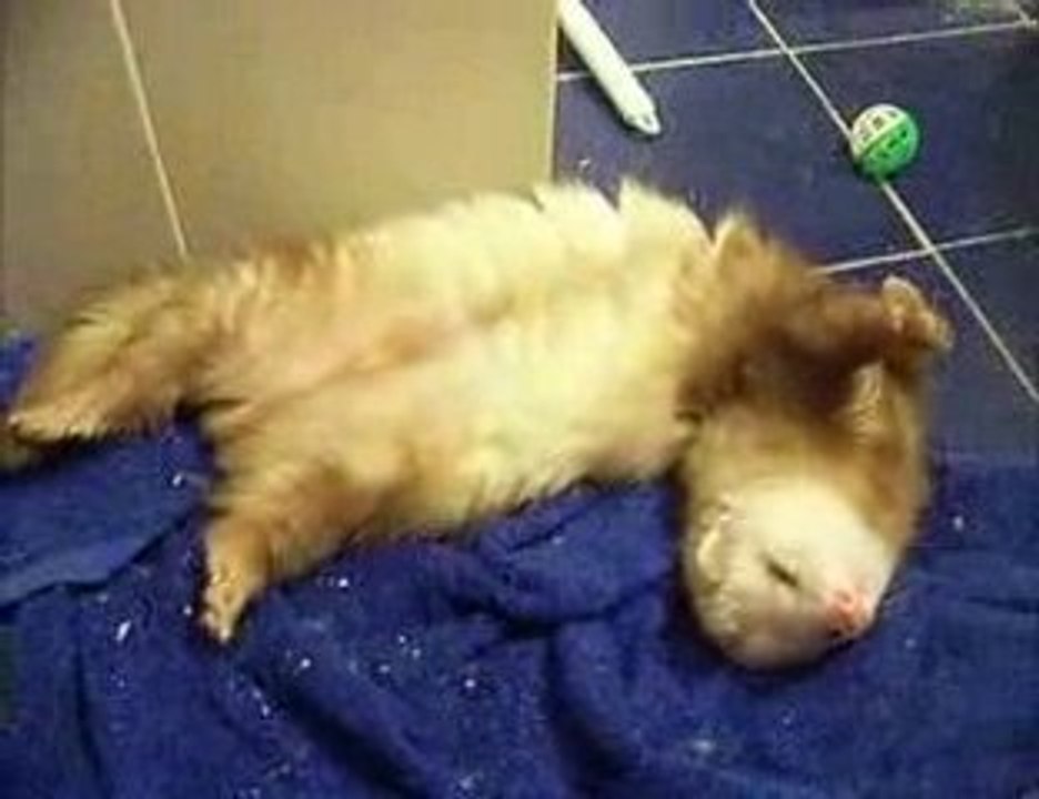 Smell like teen ferret