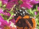 INSECTES ET FLEURS DU JARDIN