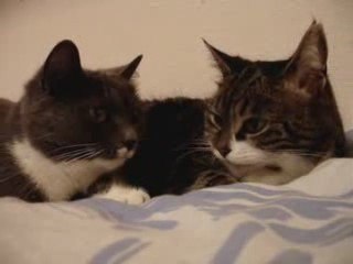 2 chats qui discutent