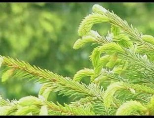 Angela rusu y ilie rosu