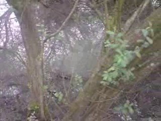 alex dans les arbres