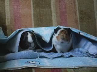 Mel & Sol - AMO minhas Porquinhas-da-Índia!