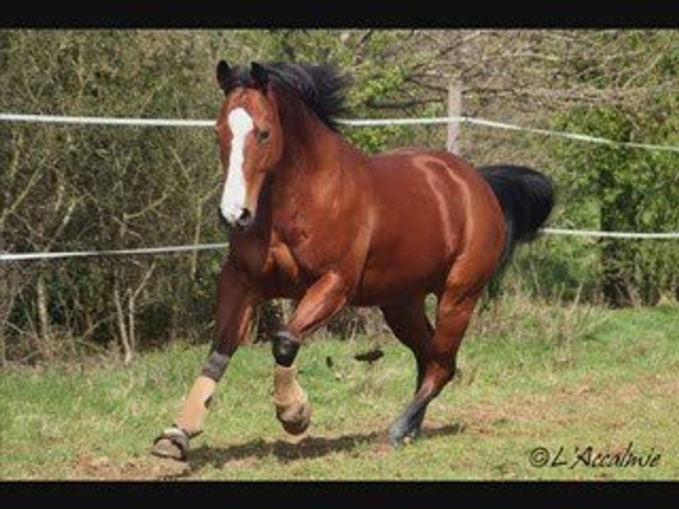 chevaux