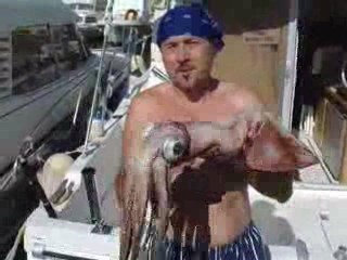 CALMAR 4 KG RADE DE CANNES MANDELIEU