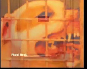 FAHRENHEIT (Clip du morceau Pitbull rock)