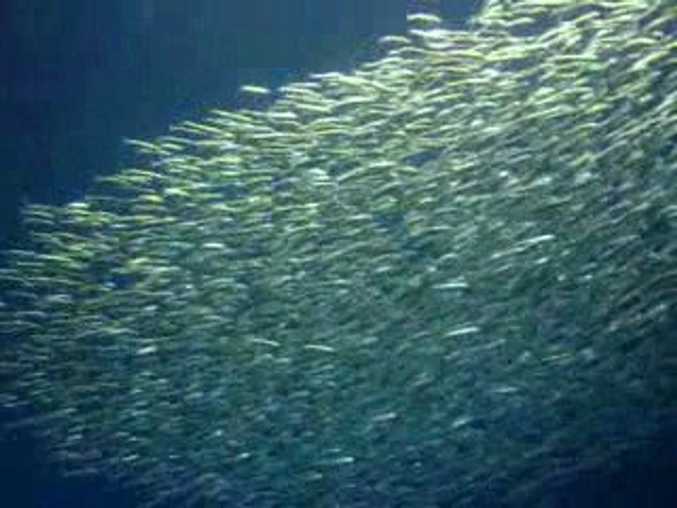 brOOky - Aquarium de Monterey