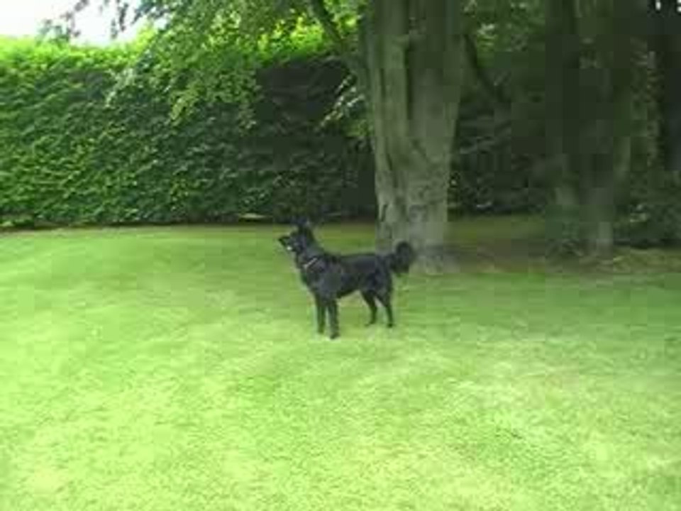 la mascote de  la maison