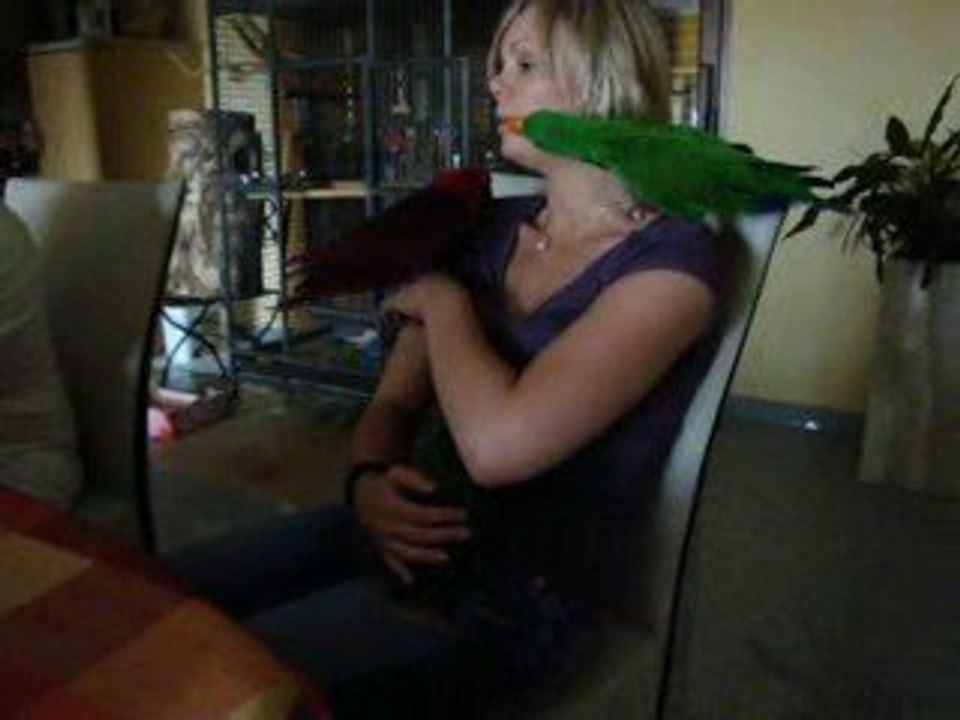 lola-pepito-déco les eclectus