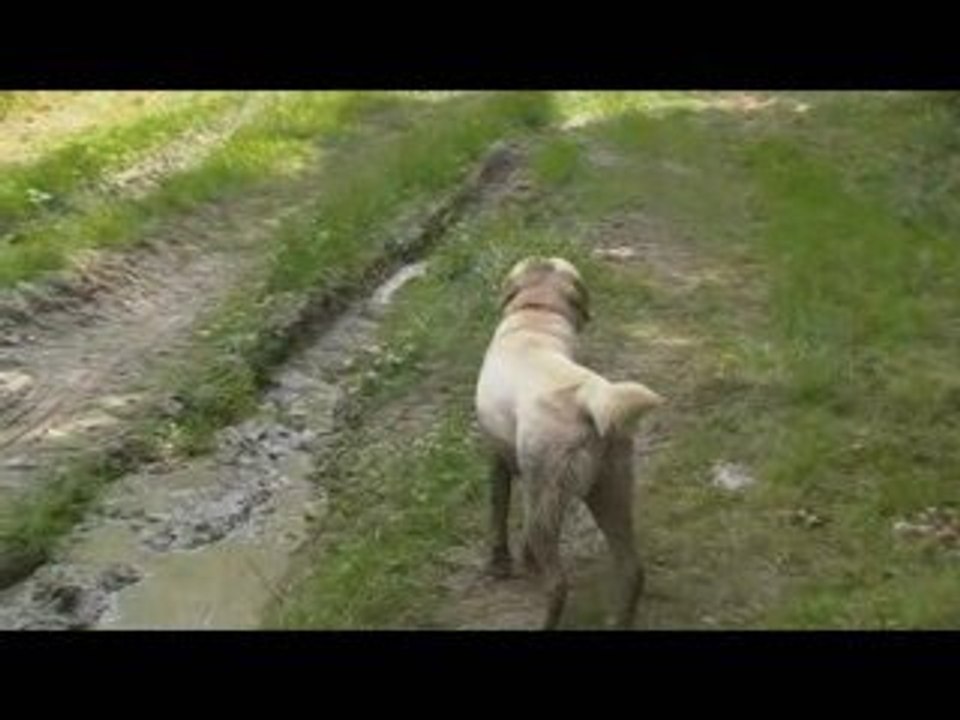 Un labrador prend son bain de boue