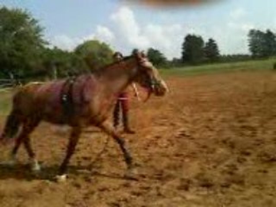 Gringo au débourrage (3ème séance)