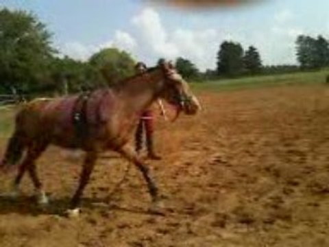 Gringo au débourrage (3ème séance)