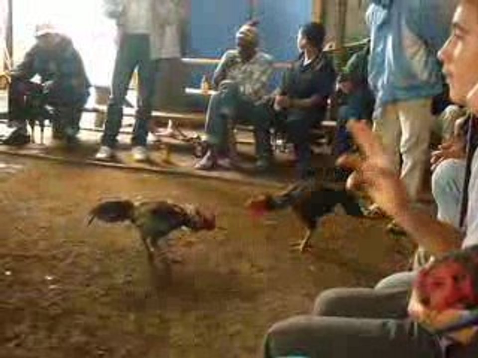 Allon poulé : batay coq