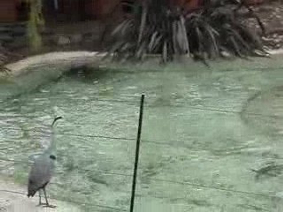 penguins 1
