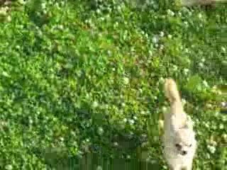 juin 2009 dehors les chis 037