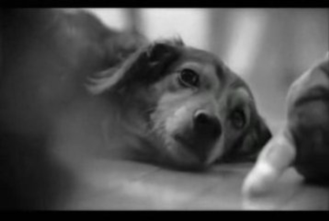 SPDR - Dog