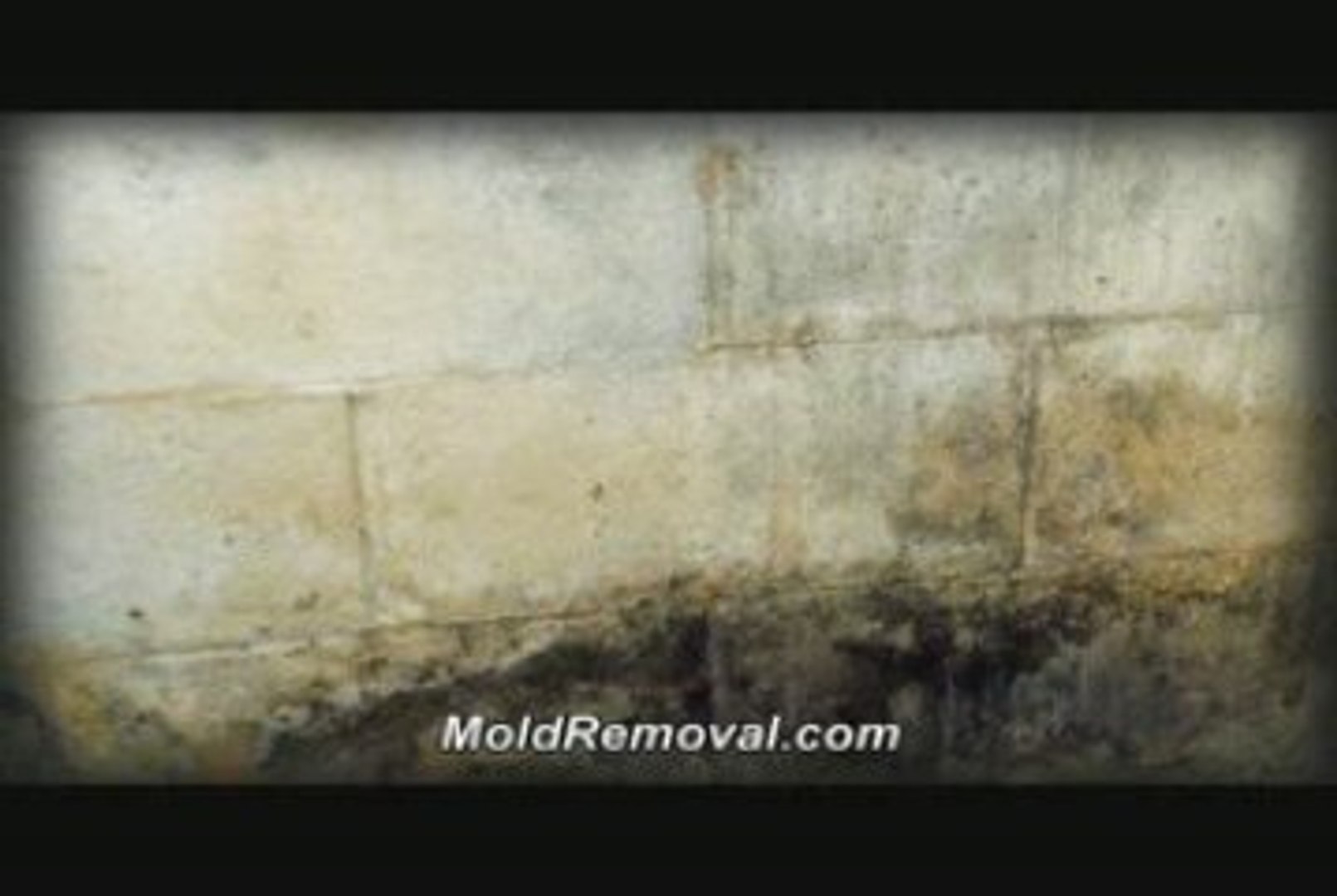 ⁣Mold Removal Suffolk NY