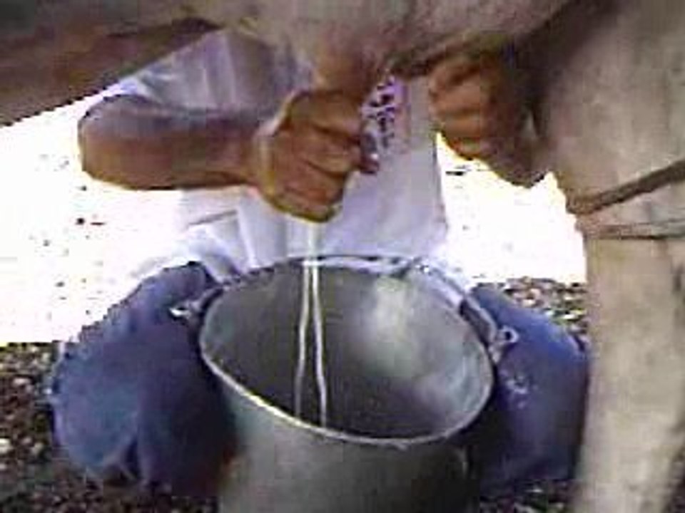 seu zé tirando leito