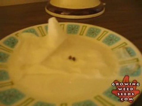 Indoor Marijuana Growing Setup - How to Grow Pot Seeds 2