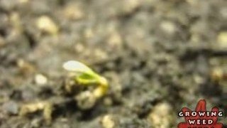 Indoor Marijuana Growing Setup - How to Grow Pot Seeds 4