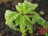 Indoor Marijuana Growing Setup - How to Grow Pot Seeds 6