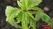 Indoor Marijuana Growing Setup - How to Grow Pot Seeds 6