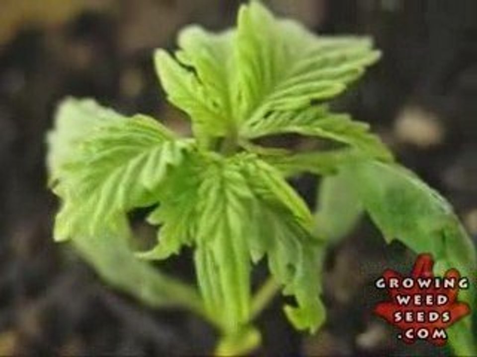 Indoor Marijuana Growing Setup - How to Grow Pot Seeds 6