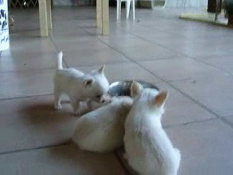 Réveil de mes petits chihuahuas