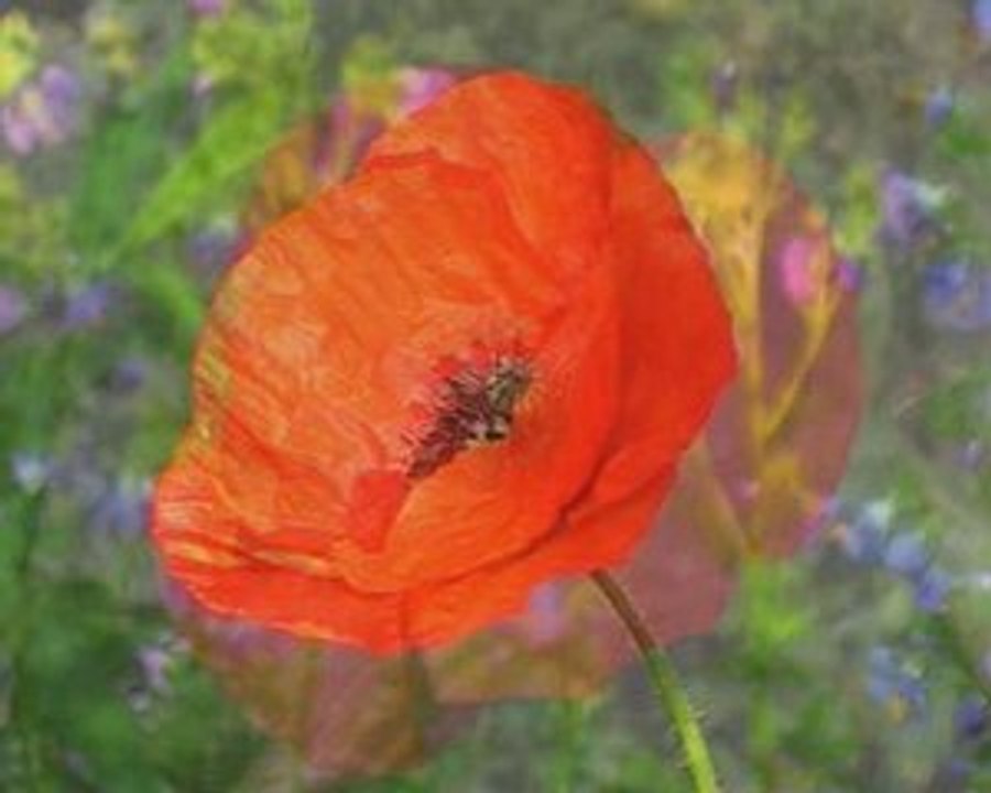 Coquelicot.