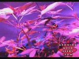 Cannabis Grow Box - 60 Watt LED Light - Pot Growing Guide 3