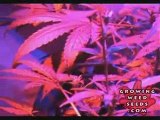 Cannabis Grow Box - 60 Watt LED Light - Pot Growing Guide 5