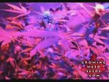 Cannabis Grow Box - 60 Watt LED Light - Pot Growing Guide 7