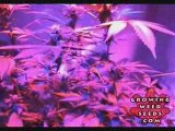 Cannabis Grow Box - 60 Watt LED Light - Pot Growing Guide 8