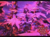 Cannabis Grow Box - 60 Watt LED Light - Pot Growing Guide 10