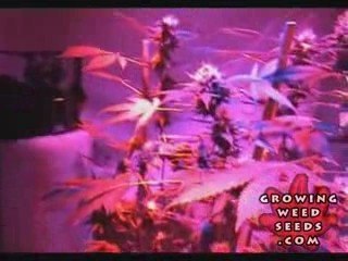 Cannabis Grow Box - 60 Watt LED Light - Pot Growing Guide 11