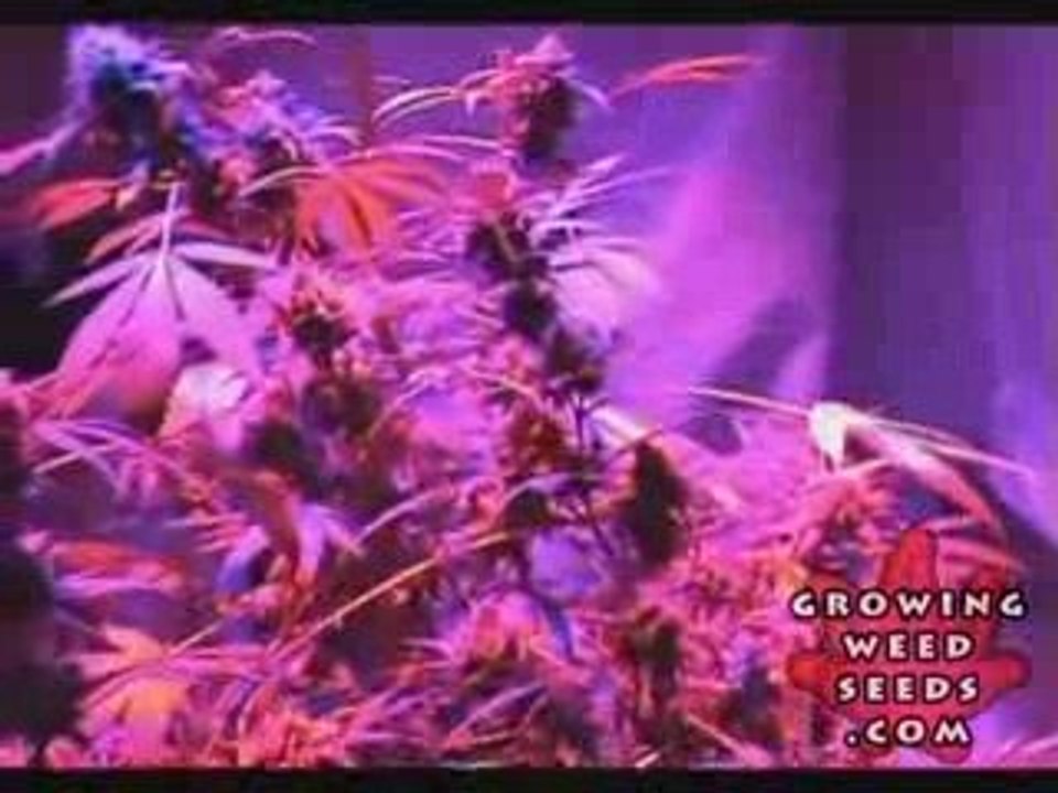 Cannabis Grow Box - 60 Watt LED Light - Pot Growing Guide 13