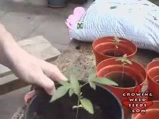 How to Grow Weed FAST, CHEAP AND EASY - Dr. Jupiters Guide 4
