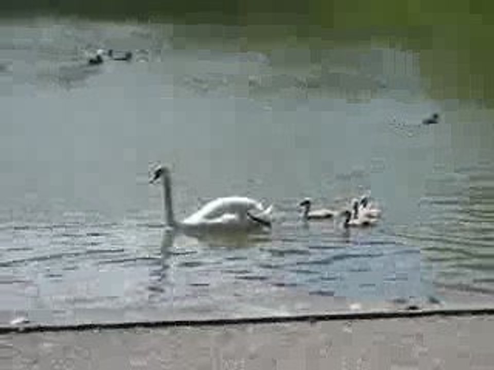 Famille de Cygnes au Giessenpark a Bad Ragaz